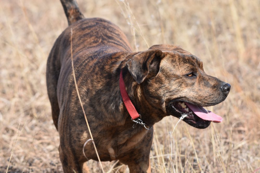 brindle mountain cur