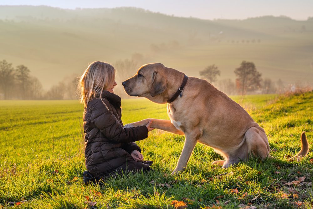 broholmer giving paw to the owner
