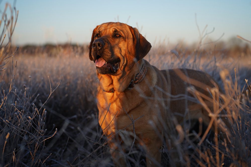 broholmer in the sunset