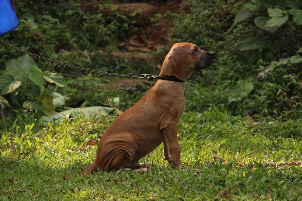 brown bully kutta outside in grass