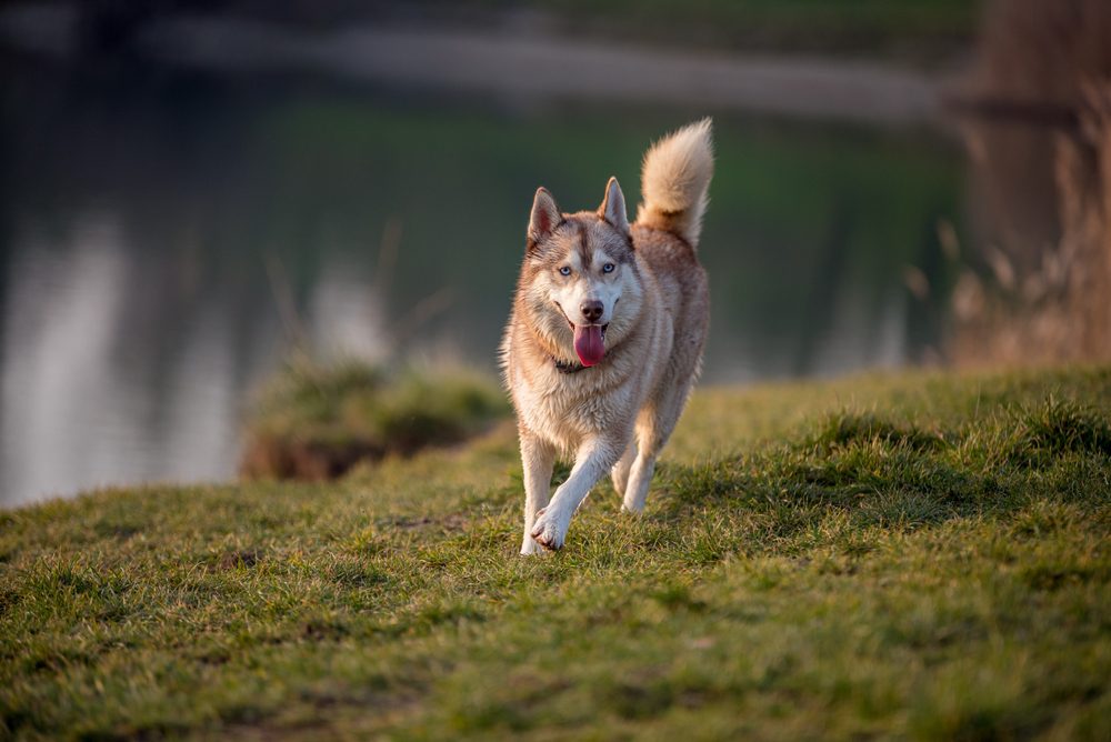 brown husky running
