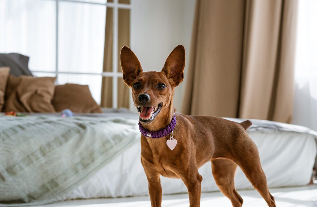 How to Adopt a Miniature Pinscher