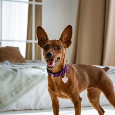 Miniature Pinscher