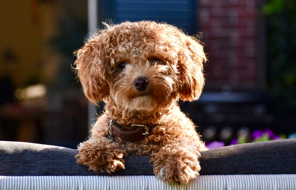 brown poochon perched on couch