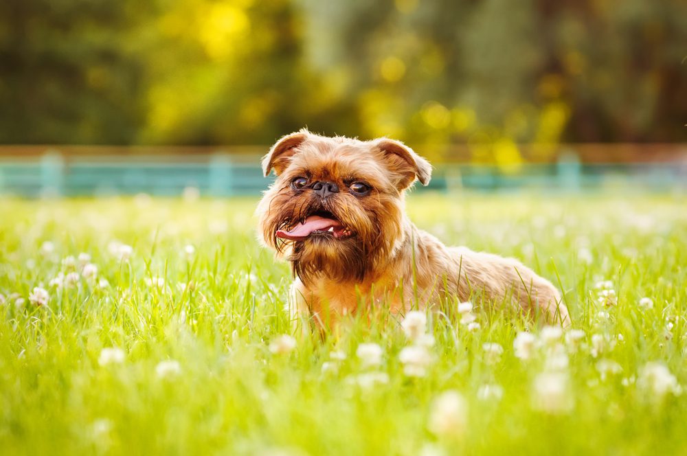 brussels griffon on grass