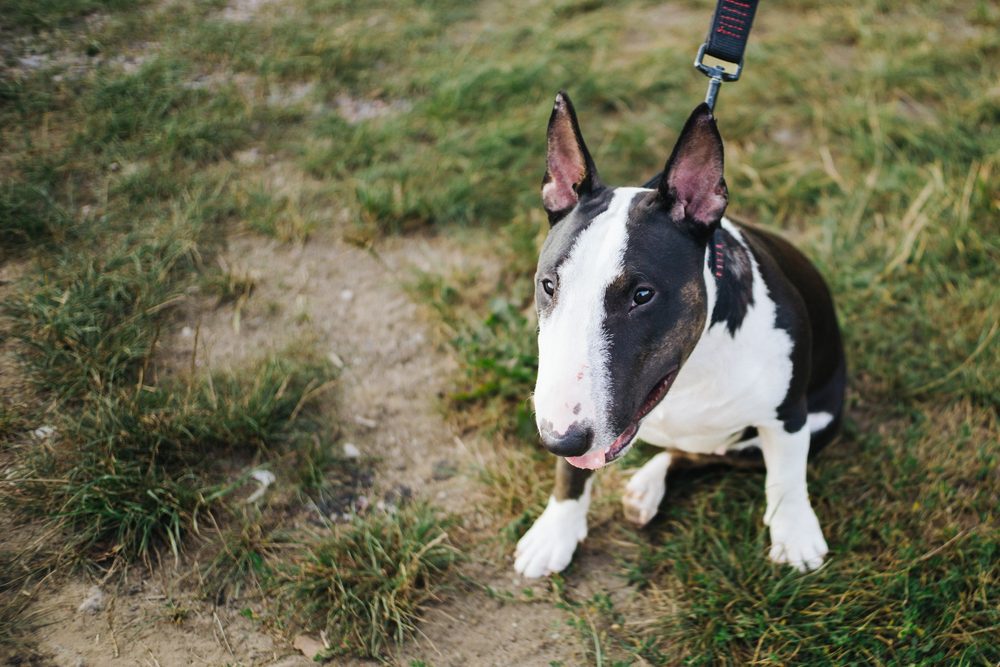 bull terrier on a leash