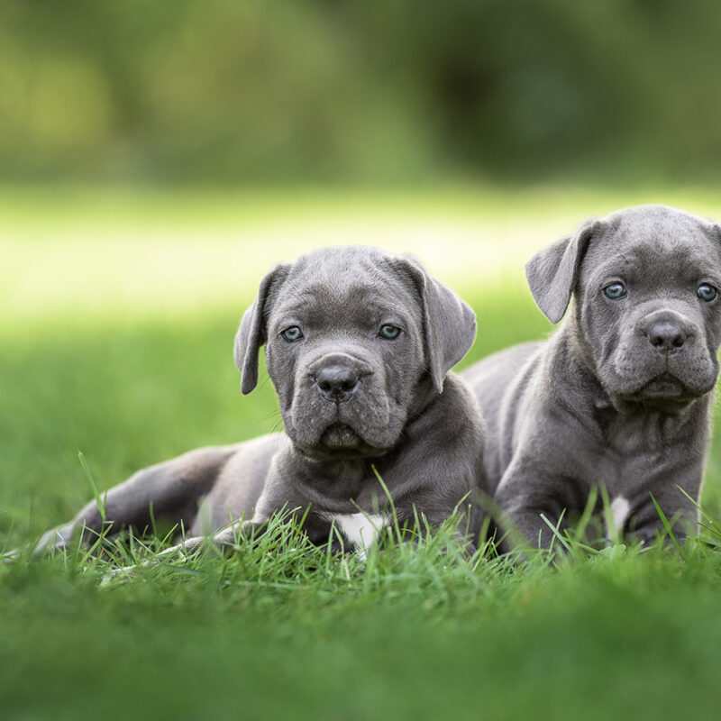 Cane Corso Main 2