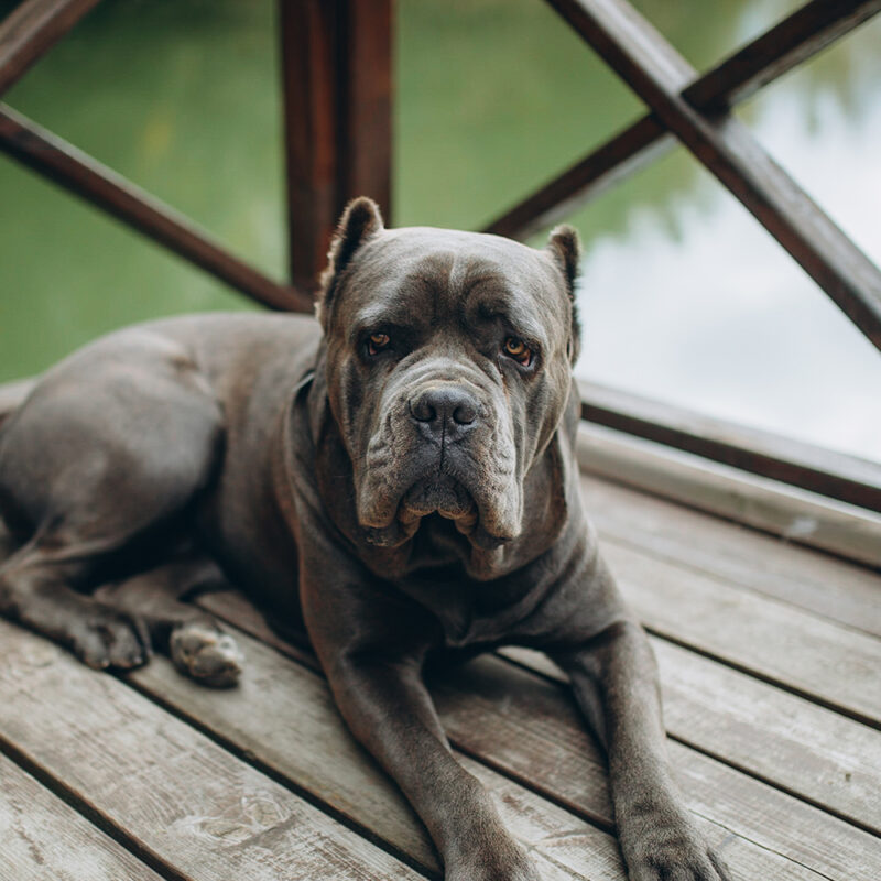 Cane Corso Main 3