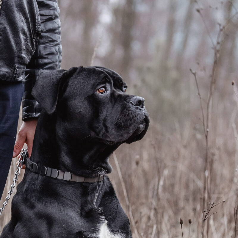 Cane Corso Main 4
