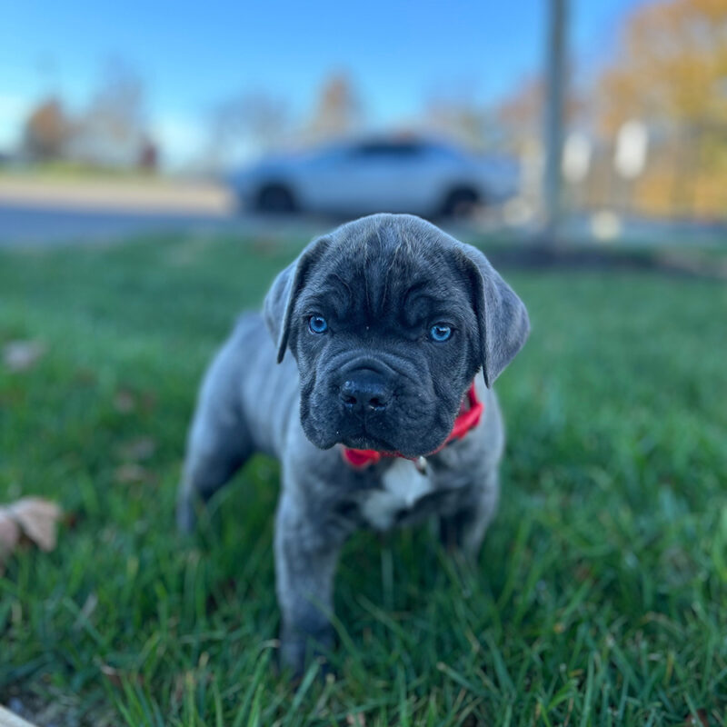 Cane Corso Main 5