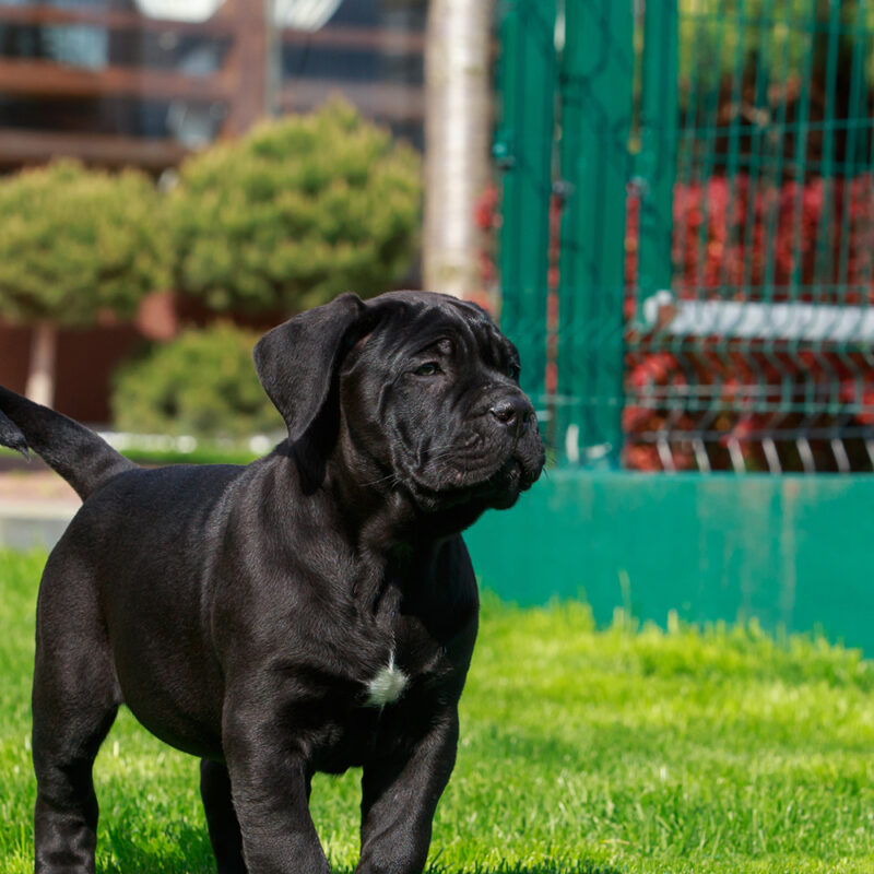 Cane Corso Main 6