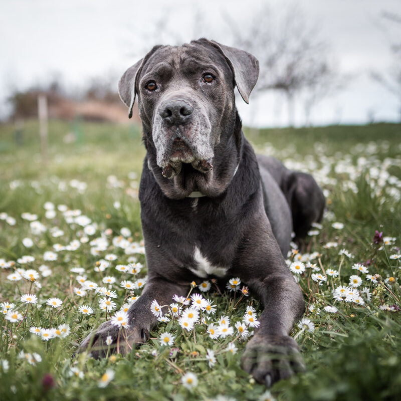 Beautiful old  Cane Corso as known as little mastiff or Italian mastiff posing for a photography on the meadow with daisies  and other field flowers