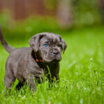 Cane Corso Puppies for Sale