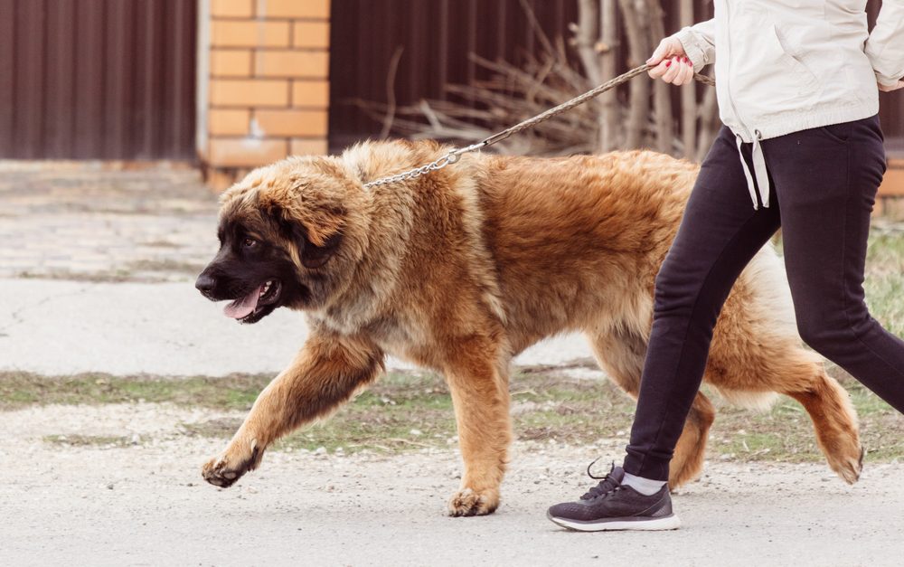 caucasian shepherd walking on a leash