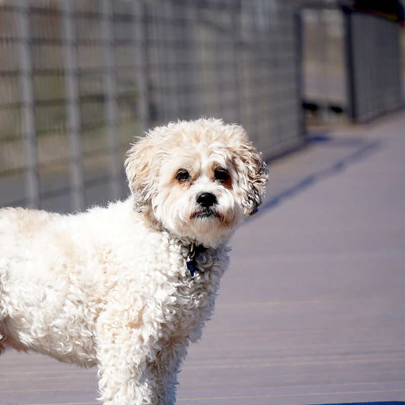 Cavachon Main 1