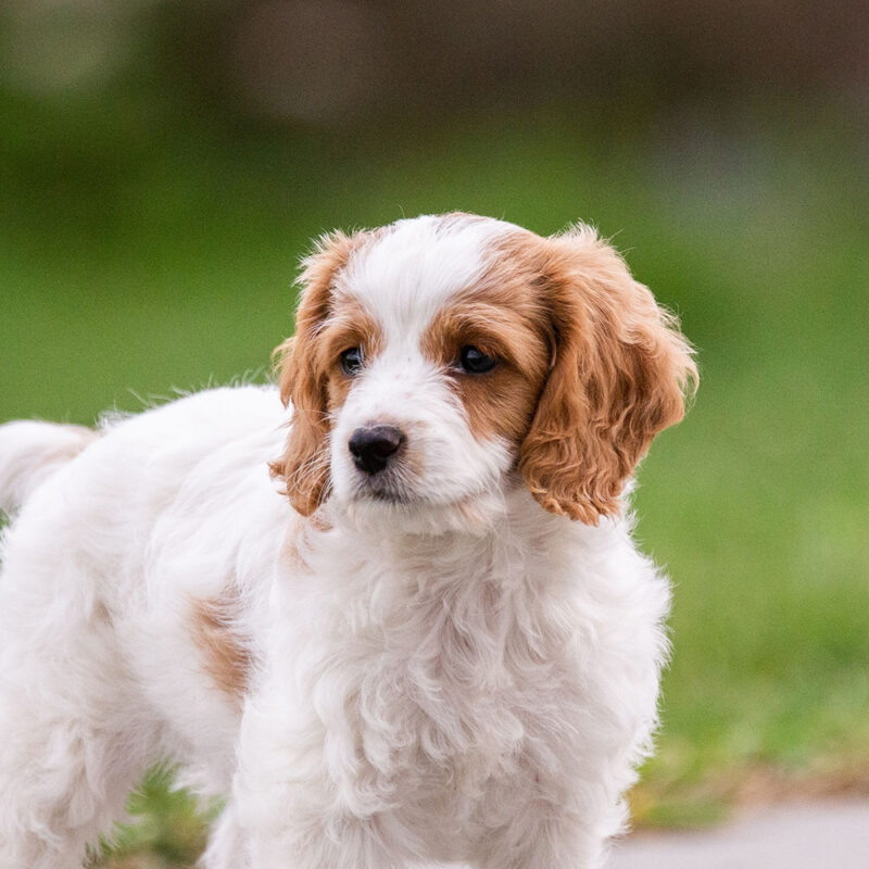 Cavachon Main 2