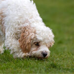Cavachon