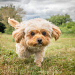 Cavachon Puppies for Sale