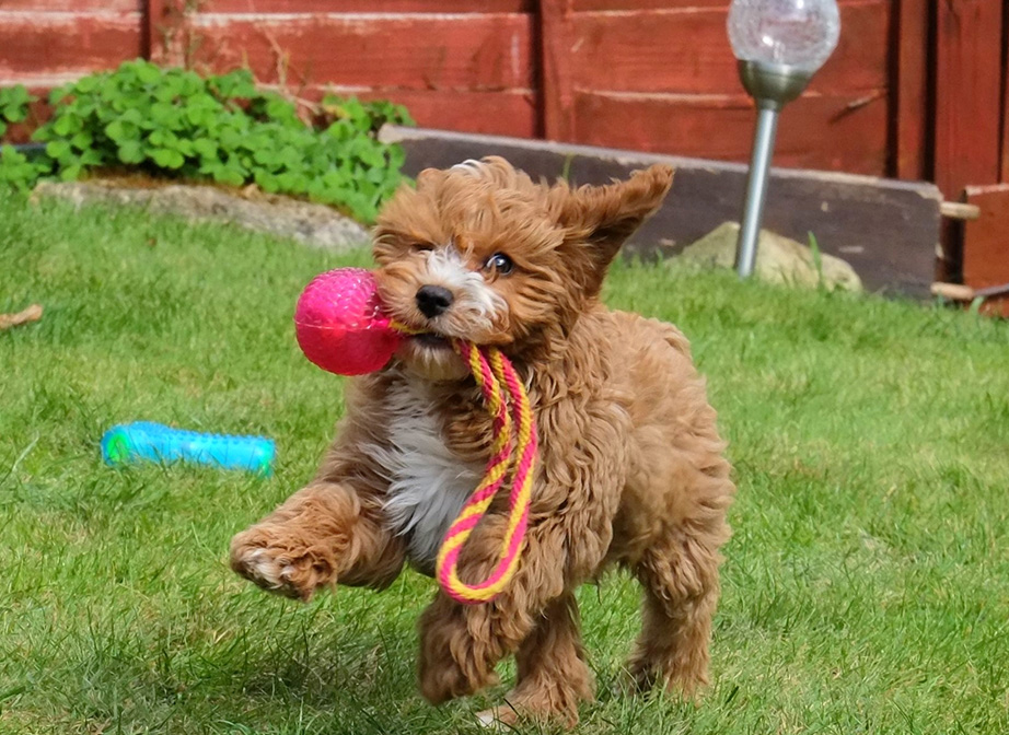 How to Adopt a Cavapoo in California