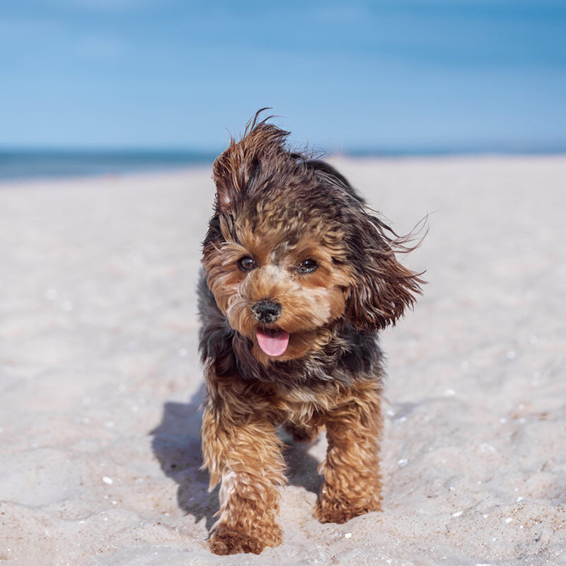 Portrait of black cavapoo puppy by the sea