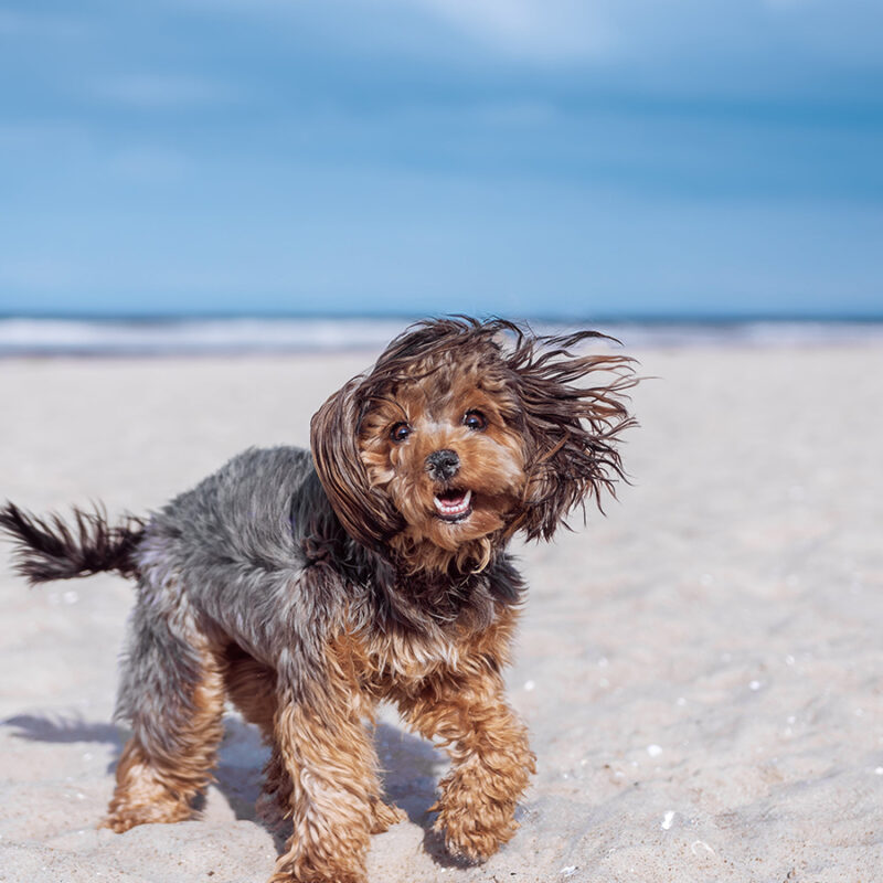 Portrait of black cavapoo puppy by the sea