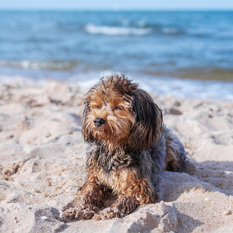 Portrait of black cavapoo puppy by the sea