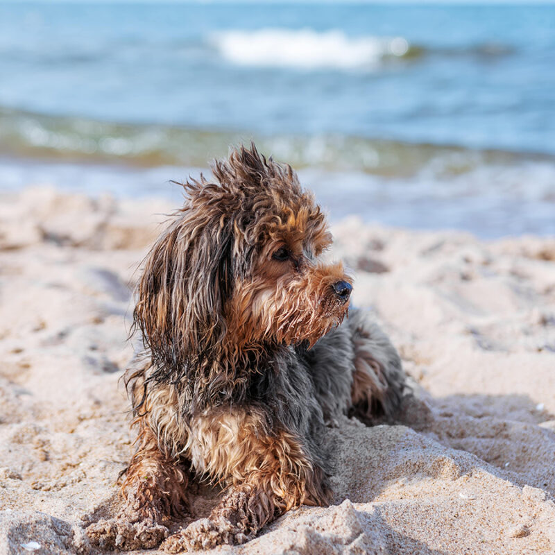 Portrait of black cavapoo puppy by the sea