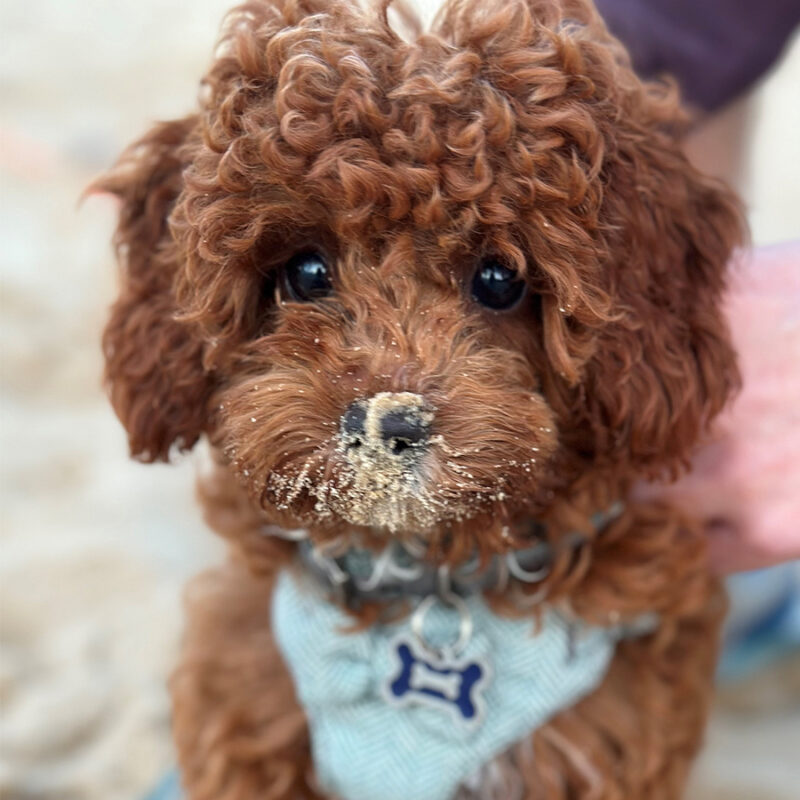 Small brown Cavapoo puppy on the beach