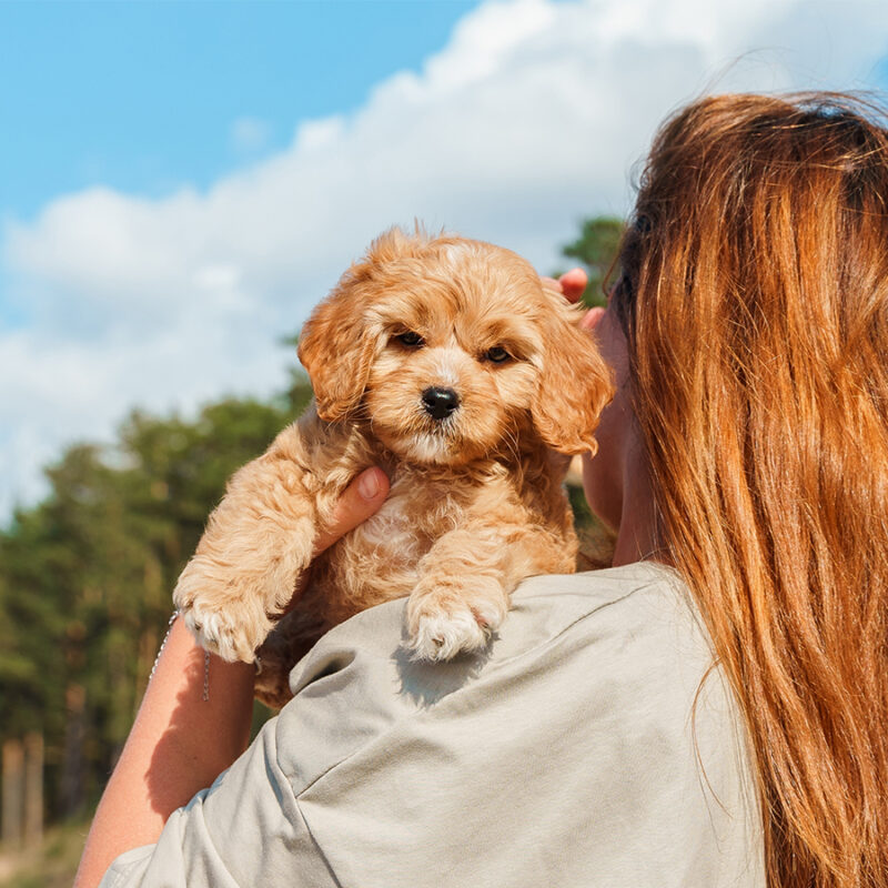 A young woman holds a puppy of a Cavapoo or Cockapoo breed dog on the beach by the sea. Close-up of curly brown baby Maltipu.