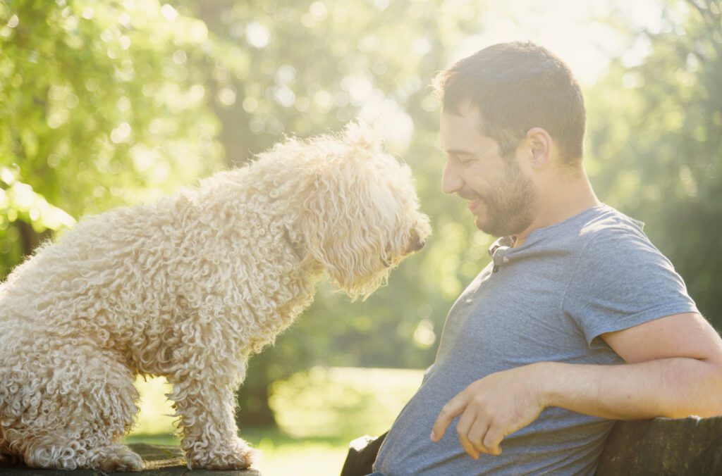 Cavapoo Having Fun With Owner In Nature