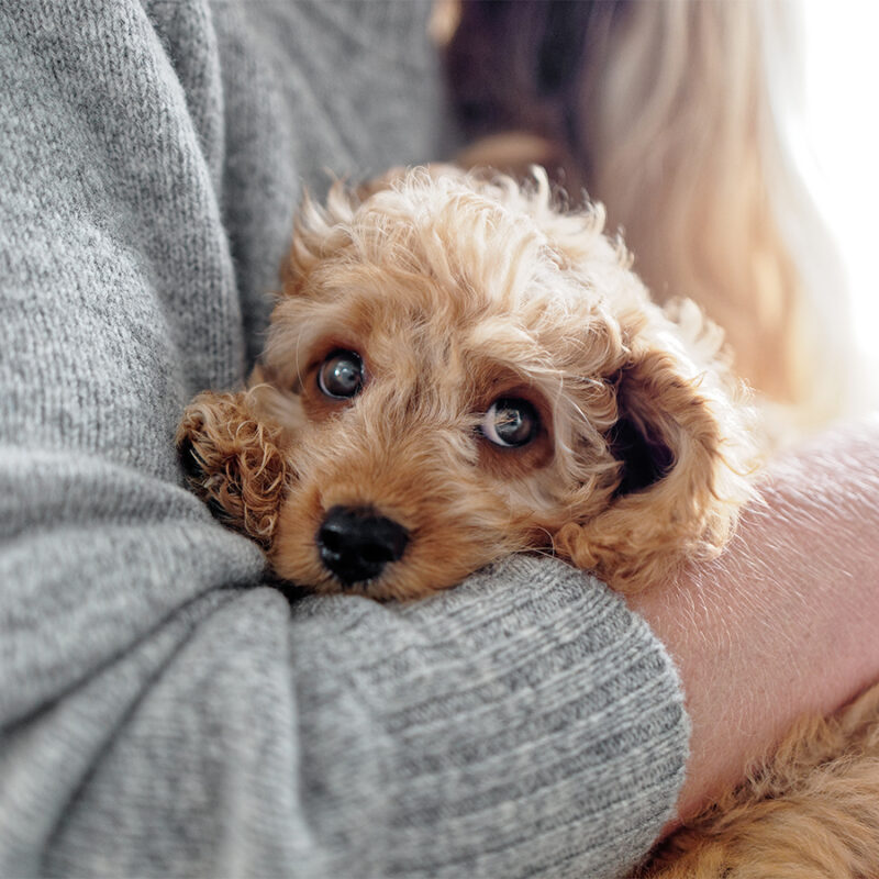 Cute puppy being cradled in arms
