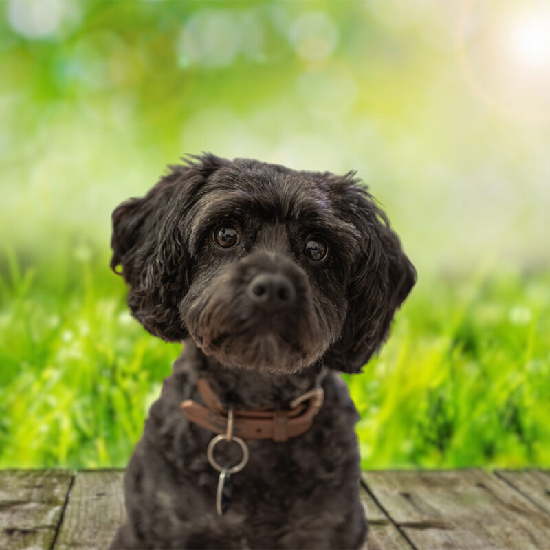 "Cavapoo delight: Playful cavapoo dog frolics in lush green grass, capturing the essence of joy and canine charm in a vibrant outdoor setting. #Cavapoo #DogInGrass"