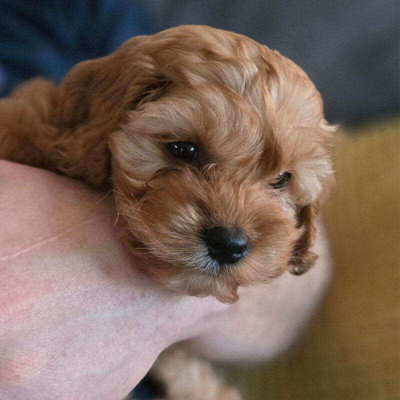 7 week old cavapoo puppy getting cuddles