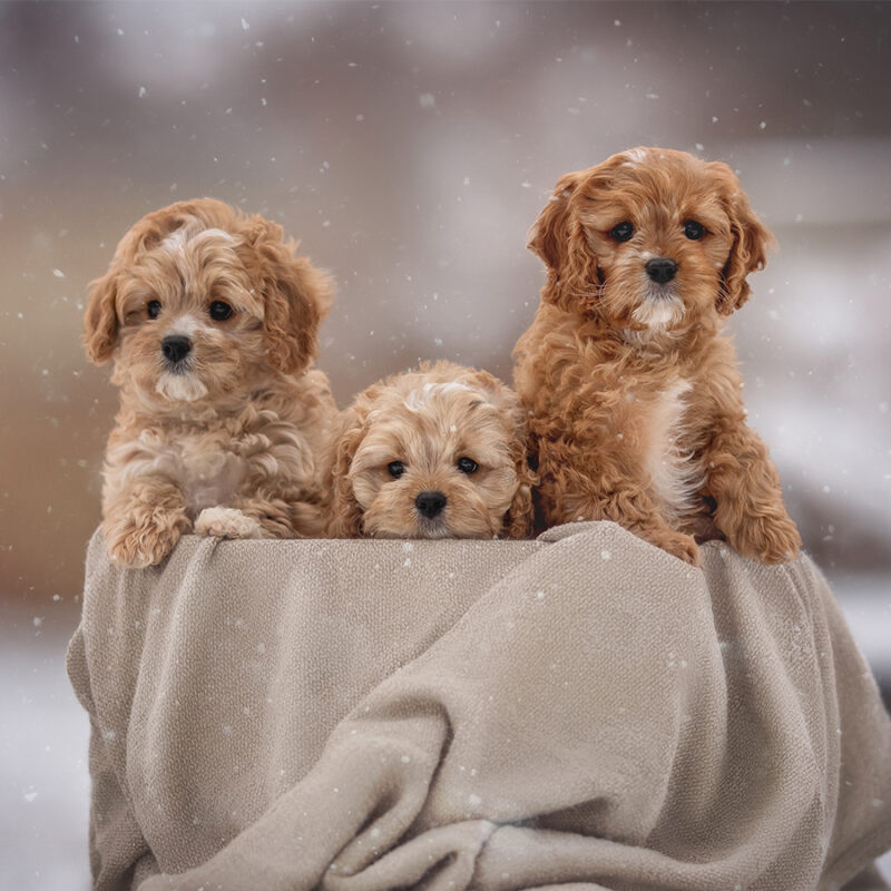 Three cute cavapoo puppy dogs posing in basket