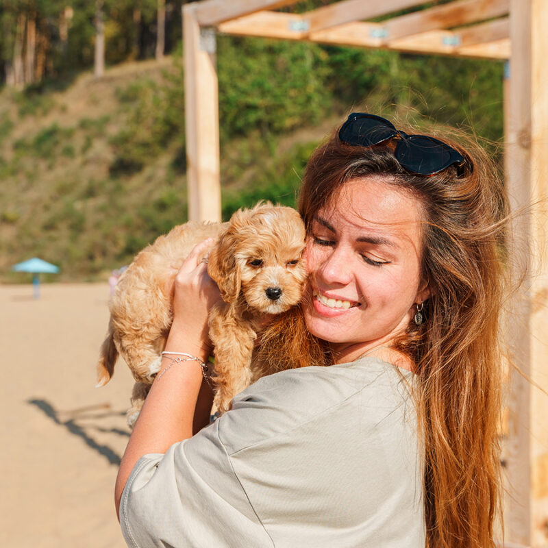 A young woman holds a puppy of a Cavapoo or Cockapoo breed dog on the beach by the sea. Close-up of curly brown baby Maltipu.