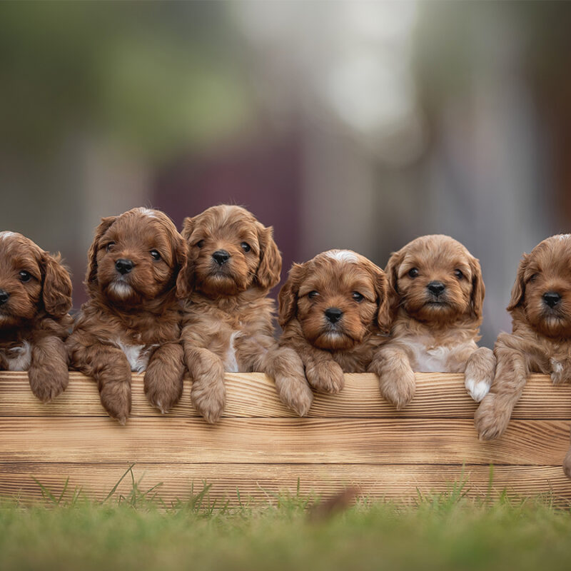 A group of six playful cavapoo puppies rests contentedly in a wooden box, surrounded by vibrant green grass and soft sunlight, exuding charm and cuteness. Their curly fur adds to the delightful sight