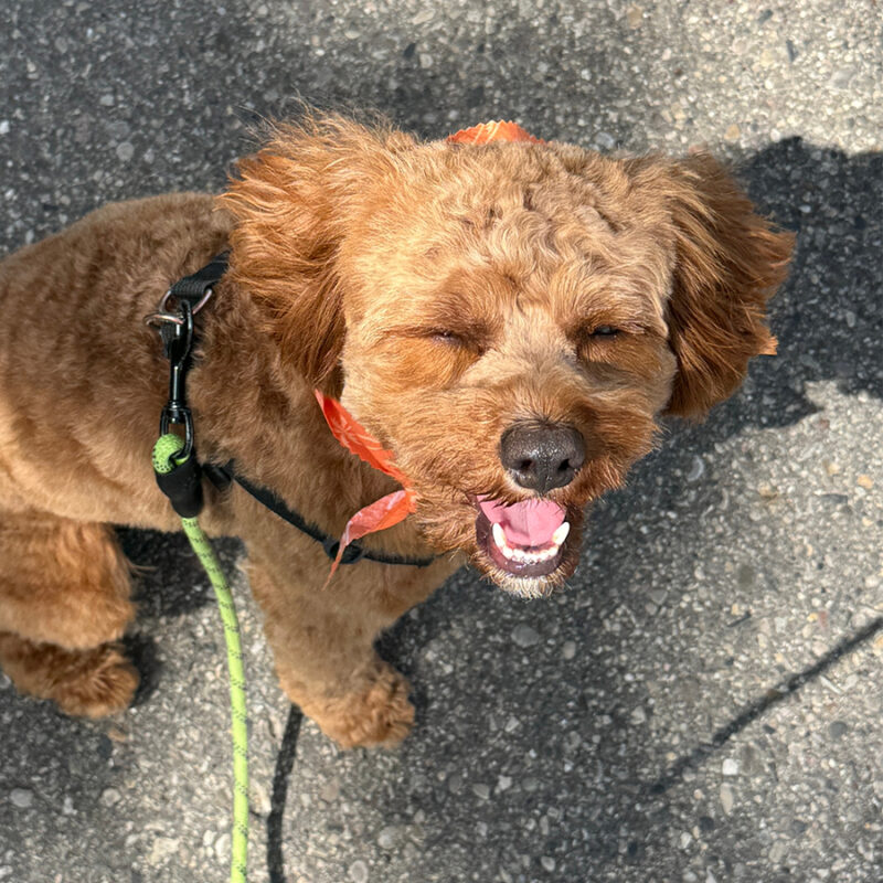 Panting Cavapoo Puppy with Smiling Eyes