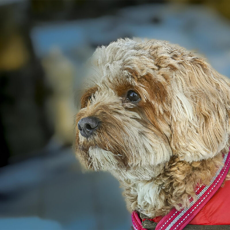 A young Cavapoo playing in the snow with a red cover in Ludvika City, Sweden