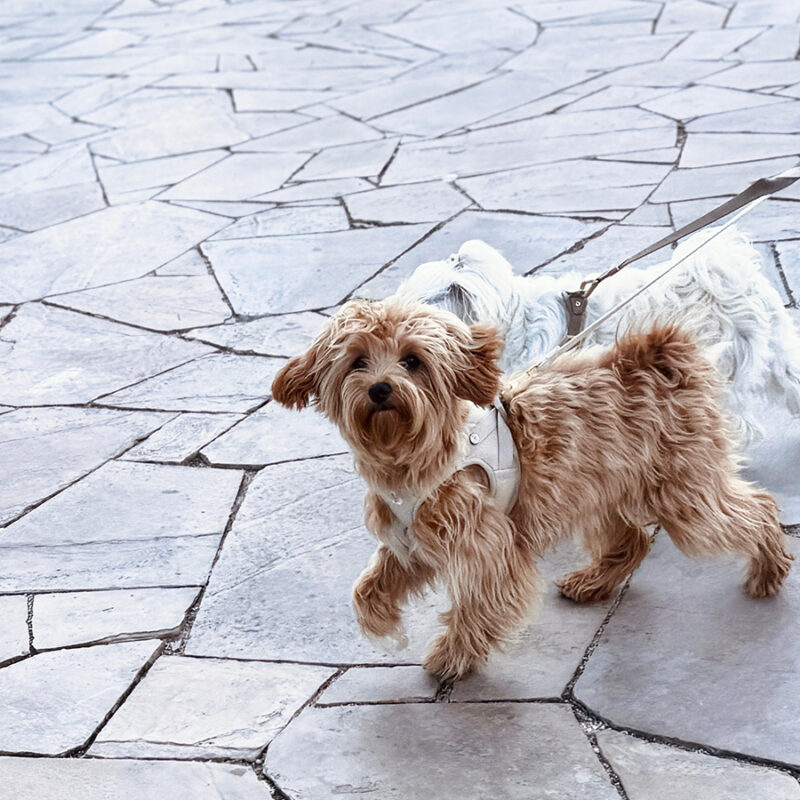 Two Cheerful Puppies Walking Together.