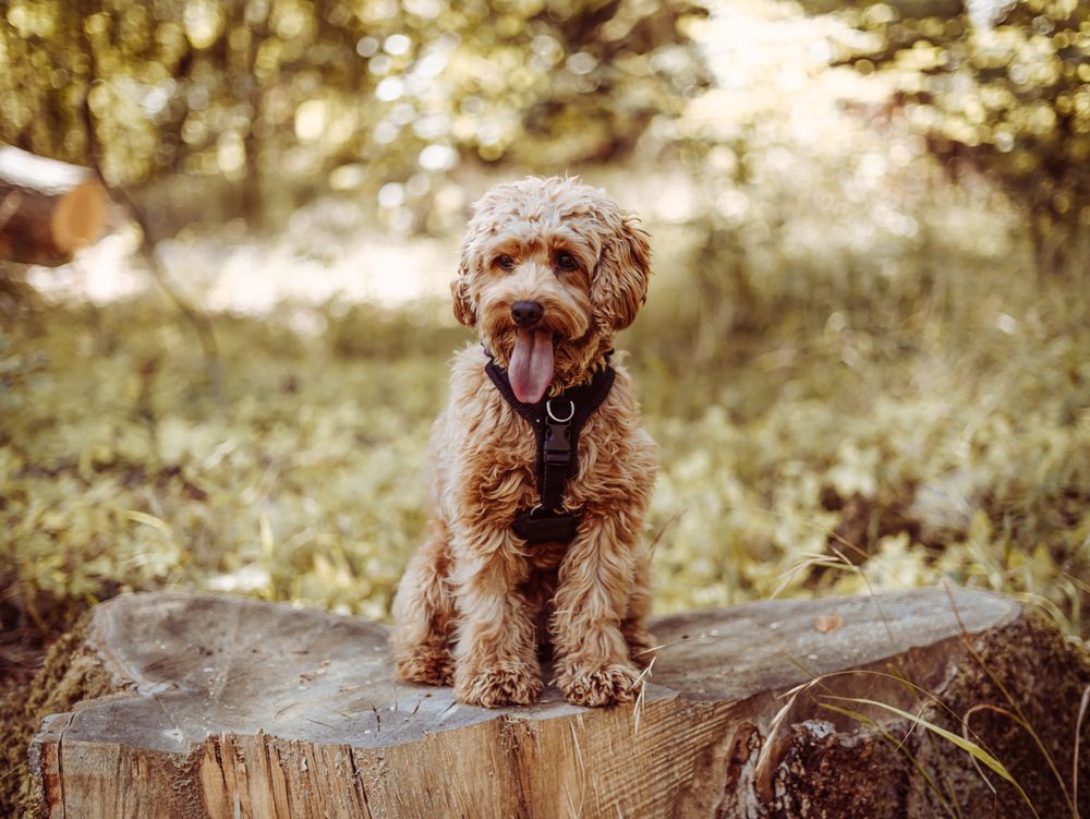 cavapoo on a stump