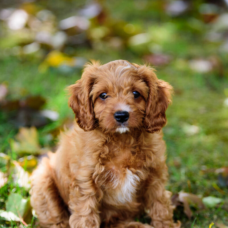 This is a mixed -breed puppy of Cavalier King Charles Spaniel and Poodle, also known as a Cavapoo, playing in the backyard.