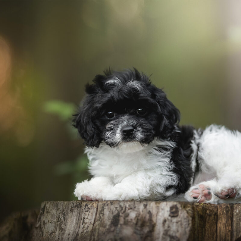 A fluffy Cavapoo puppy with black and white fur comfortably rests on a log in a peaceful forest setting. Sunlight filters through the trees, creating a soft glow around the pup