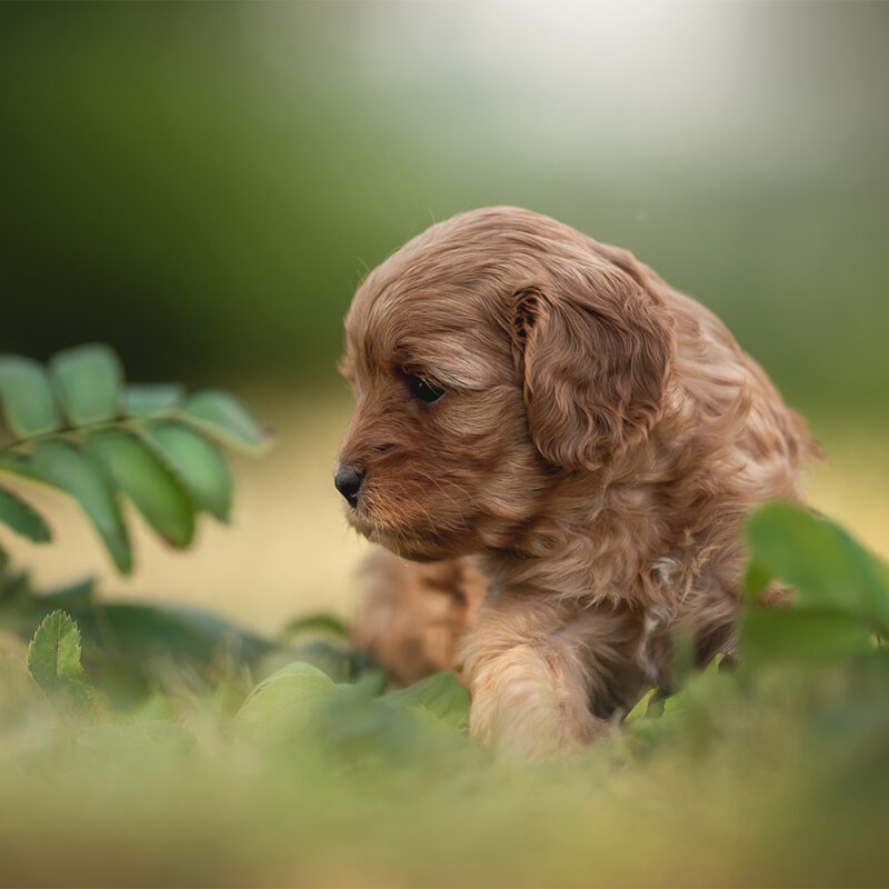 A playful cavapoo puppy with soft, curly fur is exploring a lush garden. Surrounded by green leaves and colorful berries, this adorable pup embodies joy and curiosity in nature