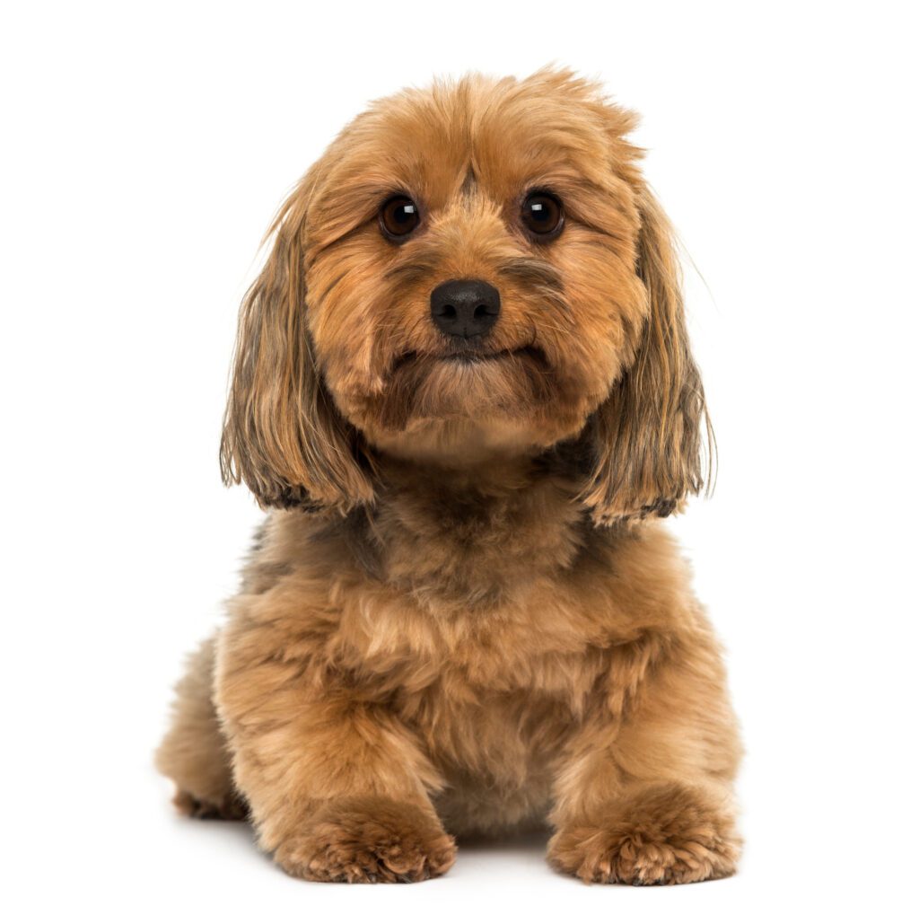 How to Adopt a Cavapoo in Delaware