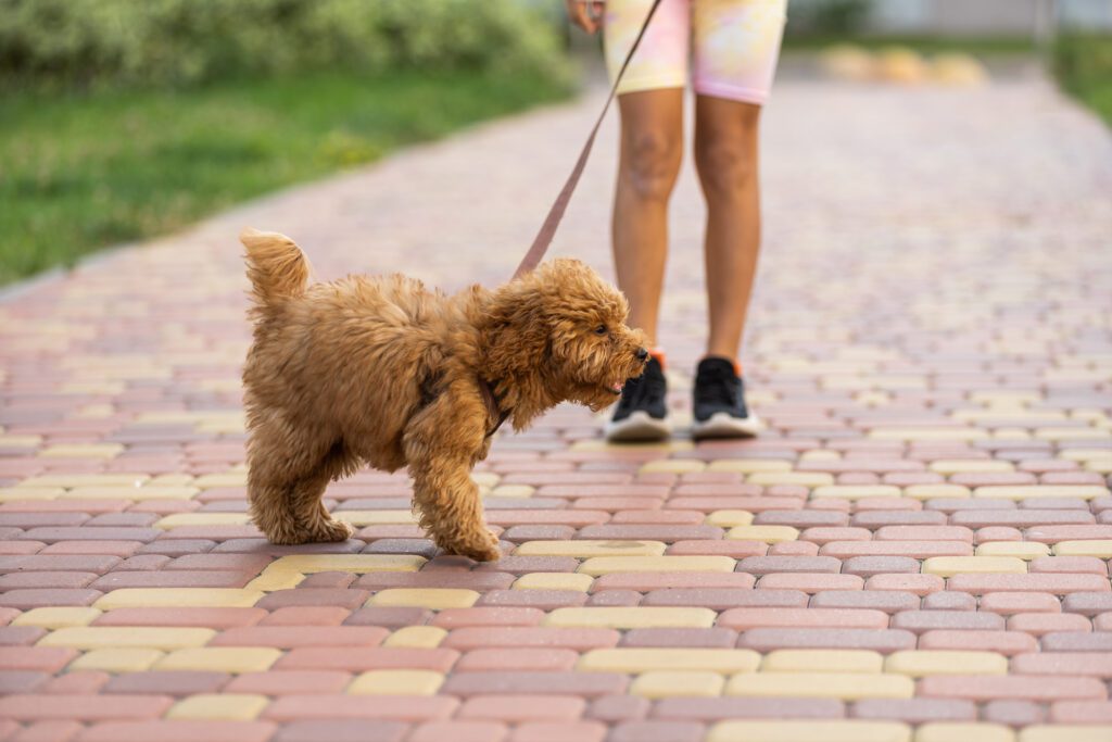 Cavapoo Spending A Day At The Park