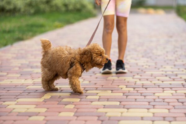 Cavapoo Spending A Day At The Park