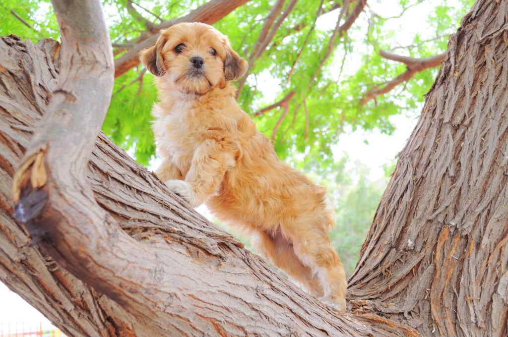 Cavapoo Standing On A Tree Branch Looking Down