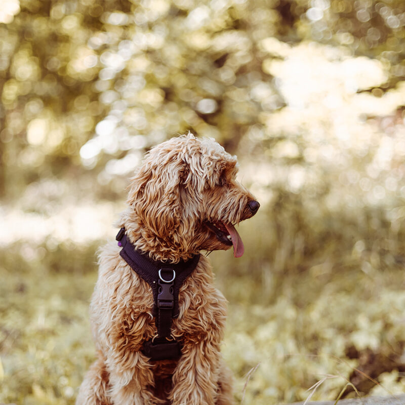 Cavapoo dog wearing black harness sitting steady with tongue out, looking to left side. Female dog with curly fur sitting on the stomp in the woods.
