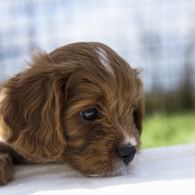 Portrait of sweet cute brown cavapoo puppy looking in the garden. hypoallergenic breed, a mix of cavalier king Charles spaniel and poodle. Ideal family dog.