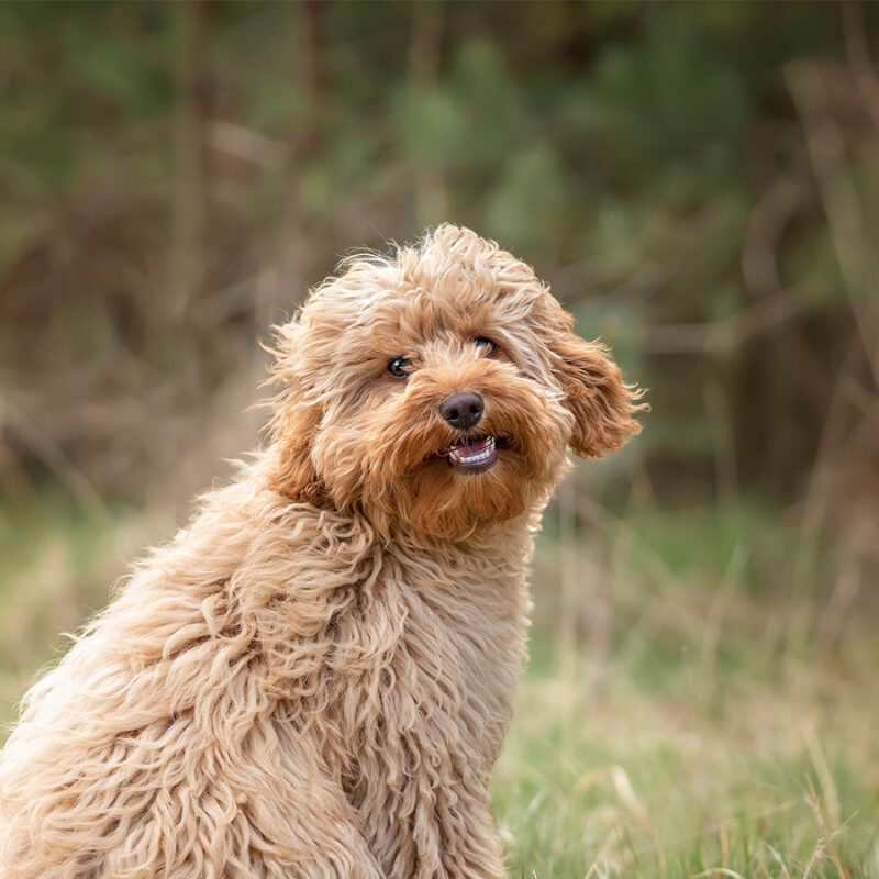 Six month old Cavapoo puppy dog sitting in the forest with the wind blowing her fur and very cute and cuddlyn and smiling as well
